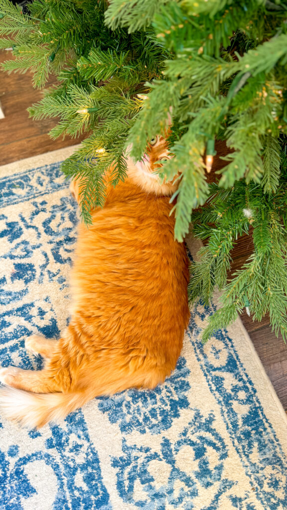 An orange fluffy cat lays underneath a Christmas tree and looks up at the viewer peaking through the branches of the tree.