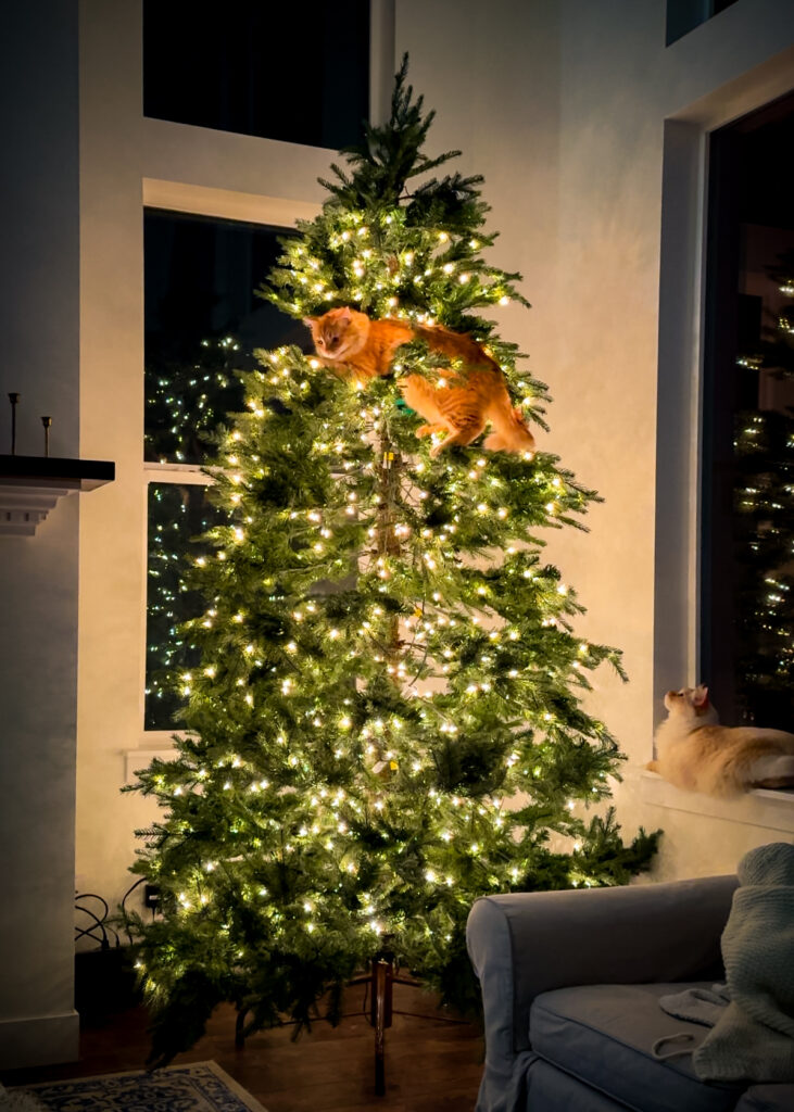A mischievous cat lays in the upper branches of an artificial Christmas tree (much to the dismay of the cat's owner). The upper part of the Christmas tree's lights are unlit and not working, presumably because they cat has climbed the tree and has  caused a problem with the lights of the tree. The cat was gentle removed from the tree right after this picture was taken.